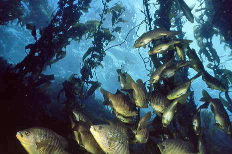 Kelp Perch