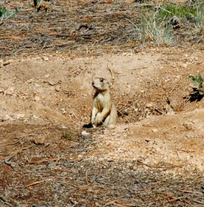 Utah Prairie Dog