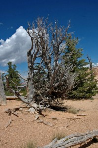 Bristle Cone Pine