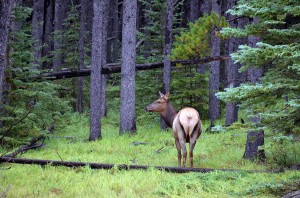 elk